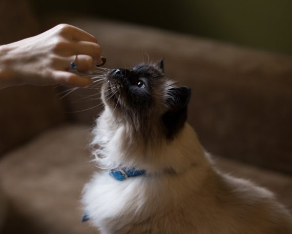 cat